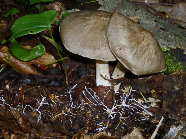 Megacollybia platyphylla, Breitblättriger Rübling